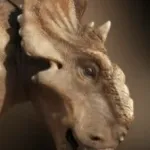 Patchi's Mom (Walking With Dinosaurs)
