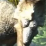 Oak (Wonderbook: Walking with Dinosaurs)