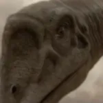 Paralititan (Planet Dinosaur)