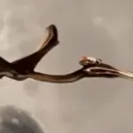 Quetzalcoatlus (When Dinosaurs Roamed America)