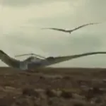 Rhamphorhynchus (Sea Rex)