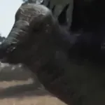 Stegosaurus (The World After Dinosaurs)