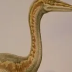 Struthiomimus (Lost Worlds, Vanished Lives)