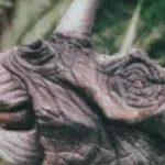 Styracosaurus (Jurassic World: Rebirth)
