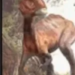 Stygimoloch (Jurassic Park III: Park Builder)