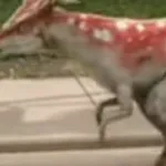 Stygimoloch (Dino Dan)