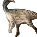 Kinnareemimus