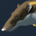 Lycopsis