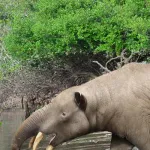 Granastrapotherium