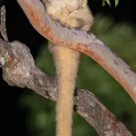 Greater Glider