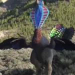 Gigantoraptor (Dinosaur Revolution) (2011)