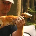 Sinosauropteryx (The Four Winged Dinosaur) (NOVA)