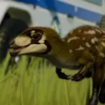 Sinosauropteryx (Jurassic World Evolution)