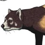 Pristinailurus