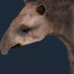 Merriam's Tapir