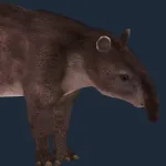 Cope's Tapir
