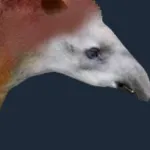 Vero Tapir