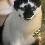 Jingles