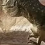 Tarbosaurus (Animal Armageddon)