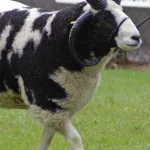 Jacob Sheep