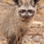 Bat-Eared Fox