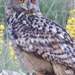 Eurasian Eagle-Owl