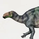 Siamodon