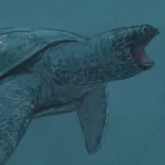 Pacifichelys