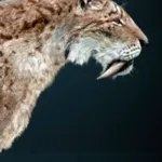 Bill The Smilodon