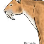 Malika The Smilodon