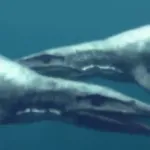 Tylosaurus (Prehistoric) (2009)
