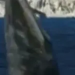 Tylosaurus (Sky Monsters)