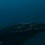 Tylosaurus (Monsters Resurrected)