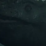 Tylosaurus (Dinosaur Revolution)