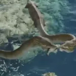 Tanystropheus (Sea Rex)