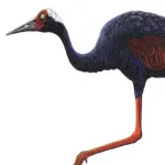 Cuban Flightless Crane