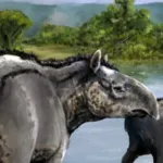 European Tapir