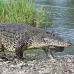 Cuban Crocodile