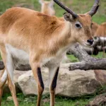 Kafue Lechwe