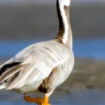 Bar-Headed Goose
