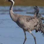 Common Crane