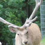 Bactrian Deer