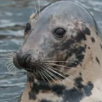 Grey Seal