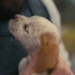 Argos