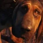 Bayard the Bloodhound