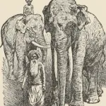 Toomai of the Elephants