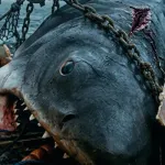 Bruce (Jaws 1996)