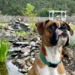 Oakley The Boxer