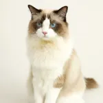 Atticus The Cat
