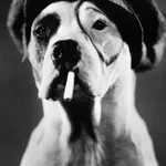 Pete the Dog
